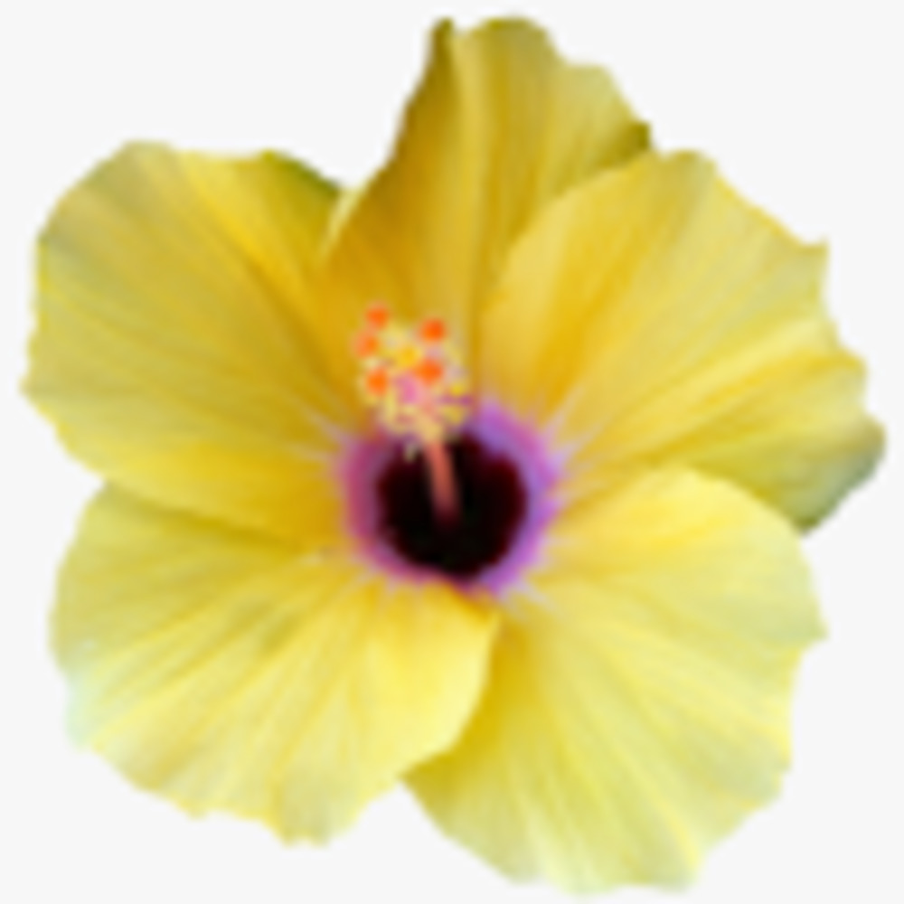 Meet your Posher, Jen